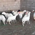 مواشي