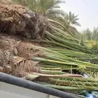 النخل البيع متواجد برياض وضواحيها المزحميه