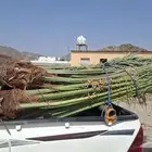 النخل البيع متواجد بمكه العدد 27نخل طيب الي بصوره