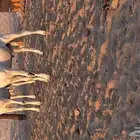 مشاريع فحول بيشيات
