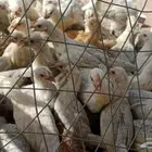 صيصان فيومي صحه او نظافه الموقع الشعبه