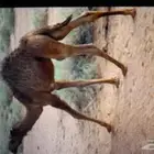 افلح من ذكر الله وصلى على النبي اعرض لكم قعود حليب
