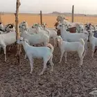 ماعز بيشي العدد 43 معها 14