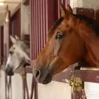 ابحث عن اسطبل خيل كامل للايجار
