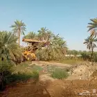 مجانا. أزالت النخيل التالف مجانا