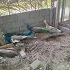 طواويس منتجة للبيع