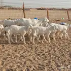 ماشاءالله تبارك الله