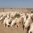 العدد 88 طليان 58 رخال 30 العمرمن 3 الي 5 اشهر منها 48 تضحي