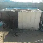 اعراض لكم شبك 1في 2 الموقع مهر