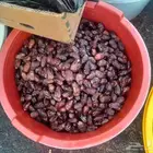 تمور حائل الفاخره