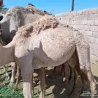 قعدان وبكار