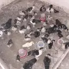 يوجد رومي أعمار يوجد البط المسكوفي