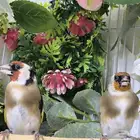 جوز حسون سوري تم البيع الله يبارك لصاحبه