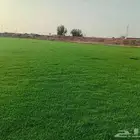 ثيل طبيعي سي الفين (C2000) صافي ونقي على الشرط شكل جمالي وخض