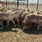 ماشاءالله تبارك الله