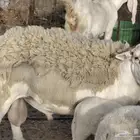 طلي دوربر بيور