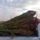 متوفر لدينا فروخ بجميع الانواع