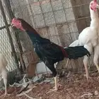 دجاج باكستاني للبيع ديوك اثنين
