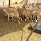 ماشاءالله تبارك الله