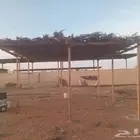 زعف نخل للبيع ضواحي الخرج