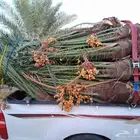 نخل اللبيع في عرعر