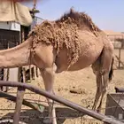 قعود للبيع الدلم