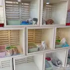 قطط وحيوانات اليفة