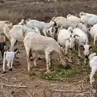 ماعزبيشيات مناتيج