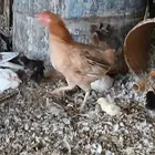 الباحه قلوه الشعراء