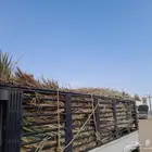جريد نخل داخل الرياض نوفر كميه مع التوصيل