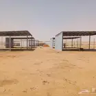 توريد وزراعة نخل الواشنطنياء والنخل العربي والاشجار بانو