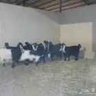 معزا تم البيع(تم البيع)