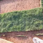 ثيل سي الفين