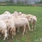 ضان محايل عسير