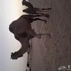 عرضين كفو ناقه ساحلية خلفه   115 راس دفيع حريات