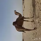 قعود ساحلي مشروع فحل يهيج الموسم هادا يلقح