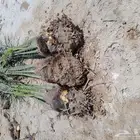 نخل اللبيع مثمر