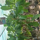 متوفر جميع اصناف اللوز البجلي المطعم