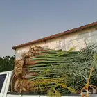 نخل اللبيع في الدمام