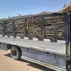 جريد نخل سعف داخل الرياض