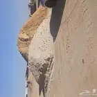 توريد بطحاء الرياض الطائف العرفاء