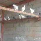 موجود حمام للبيع