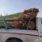 يوجد لدينا جميع انواع النخيل المثمرة وزينه