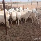 رخال حري صنف