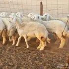 ماشاءالله تبارك الرحمن