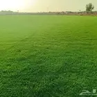 ثيل سي 2000 من ارض المزرعه مباشره صافي ونظيف وخالي من الحشا