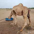 بعير ساحلي مريري مشروط من جميع العيوب
