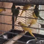 متوفر للبيع 4 قطع درة صفراء و 4 قطع درة خضراء.