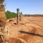 زراعه النخيل و قلع وزرعه برسيم