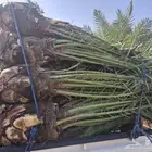 يوجدلدين جميع انواع انخل مكه جده اسحل